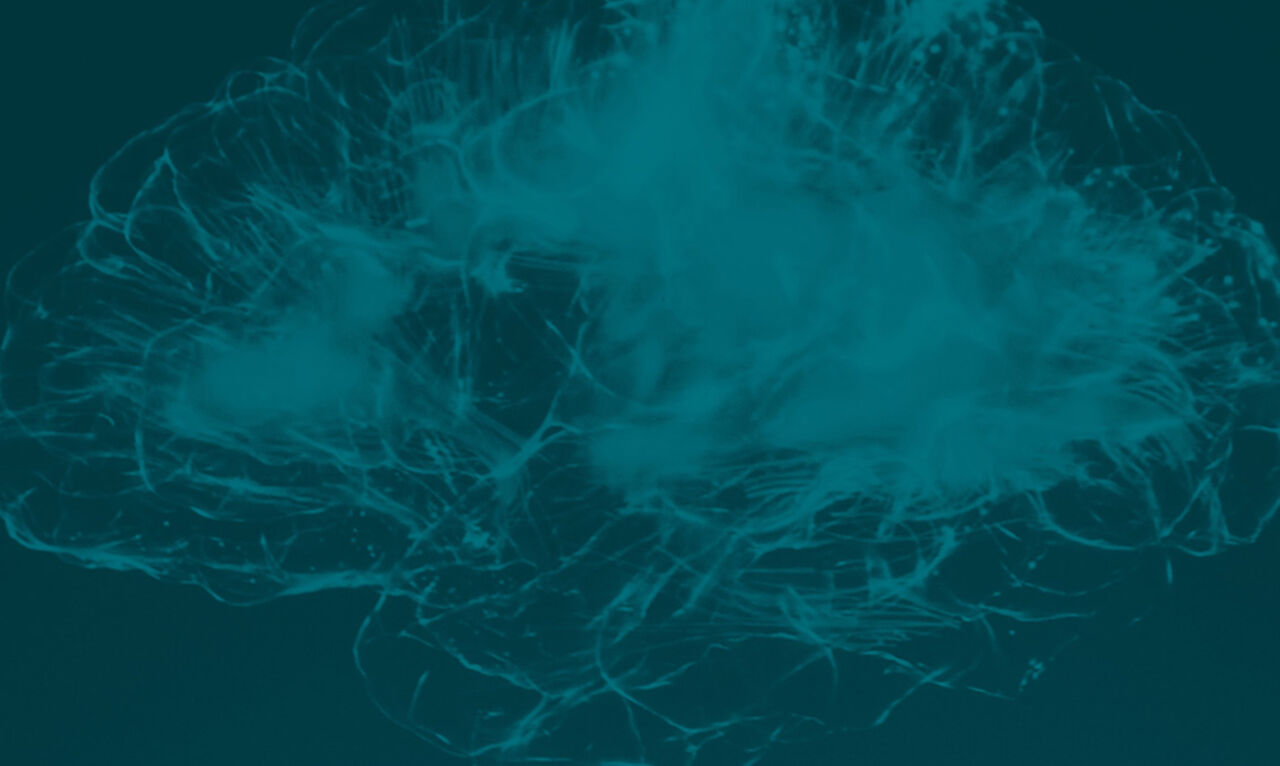 Nuovo Sito Web www.asinoprofit.it